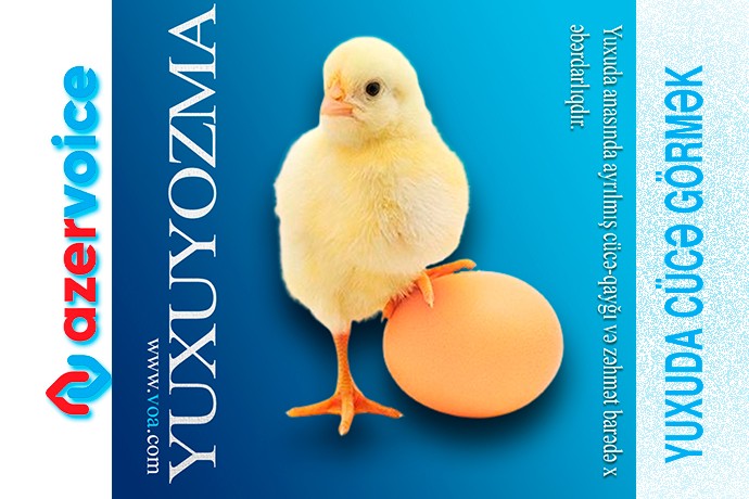 Yuxuda cücə görmək necə yozulur ?