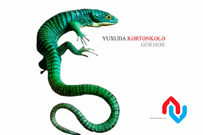 Yuxuda kərtənkələ görmək