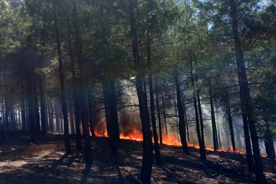 İzmirdə meşə yanğını baş verib