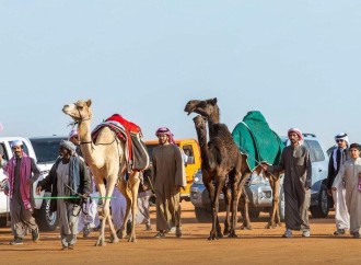 Səudiyyədə “Dəvə festivalı” başlayıb