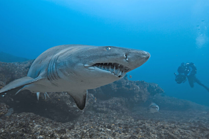 Sharks Up Close with Bertie Gregory – Okean yırtıcıları ilə üz-üzə