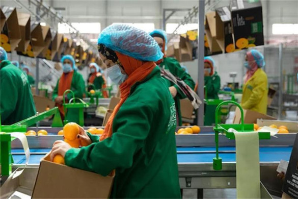 Misirin qeyri-neft özəl sektorunda bərpa prosesi davam edir