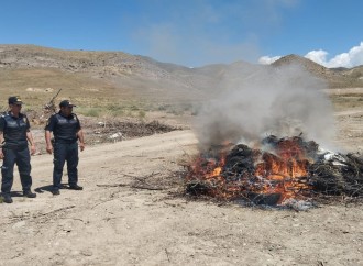 Naxçıvanda 74 tona yaxın çətənə bitkisi məhv edilib